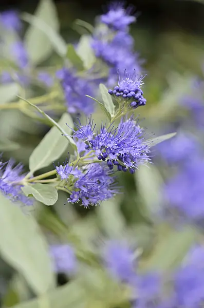 524145 - Blue beard (Caryopteris x clandonensis 'Arthur Simmonds')