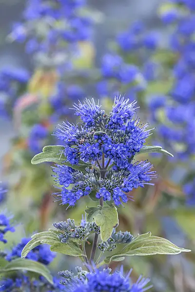 638042 - Blue beard (Caryopteris x clandonensis 'Beyond Midnight')