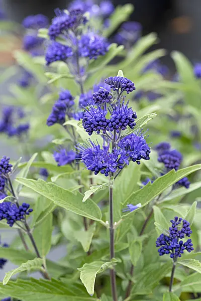 616179 - Blue beard (Caryopteris x clandonensis 'Dark Knight')