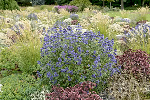 558063 - Blue beard (Caryopteris x clandonensis 'Grand Bleu')