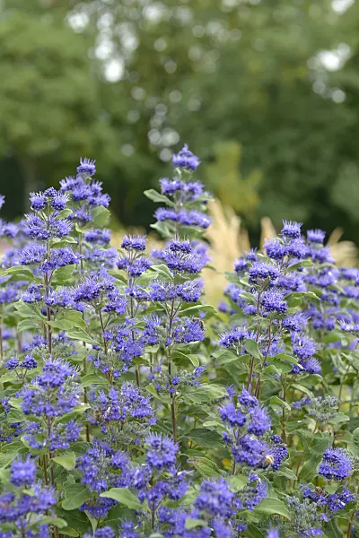 558064 - Blue beard (Caryopteris x clandonensis 'Grand Bleu')