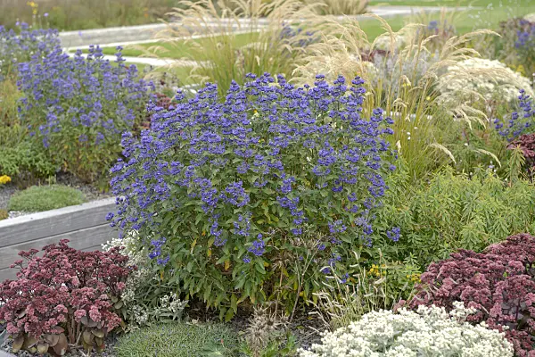 558065 - Blue beard (Caryopteris x clandonensis 'Grand Bleu')