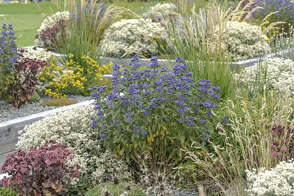 558066 - Blue beard (Caryopteris x clandonensis 'Grand Bleu')