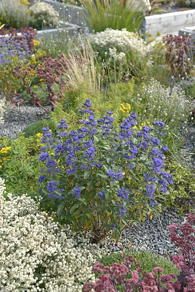 558067 - Blue beard (Caryopteris x clandonensis 'Grand Bleu')