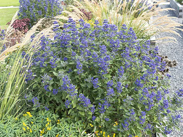 651149 - Blue beard (Caryopteris x clandonensis 'Grand Bleu')