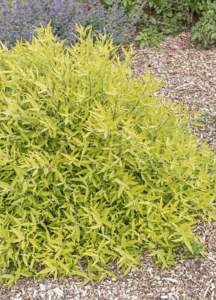 616180 - Blue beard (Caryopteris x clandonensis 'Worcester Gold')