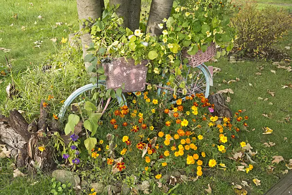 609043 - Blue bicycle in an autumnal garden