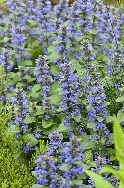 508057 - Blue bugle (Ajuga genevensis)