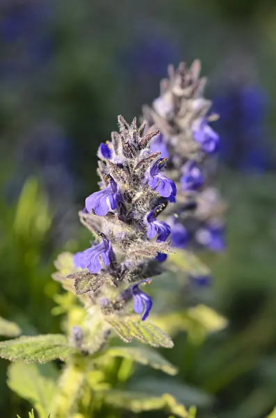 544029 - Blue bugle (Ajuga genevensis)