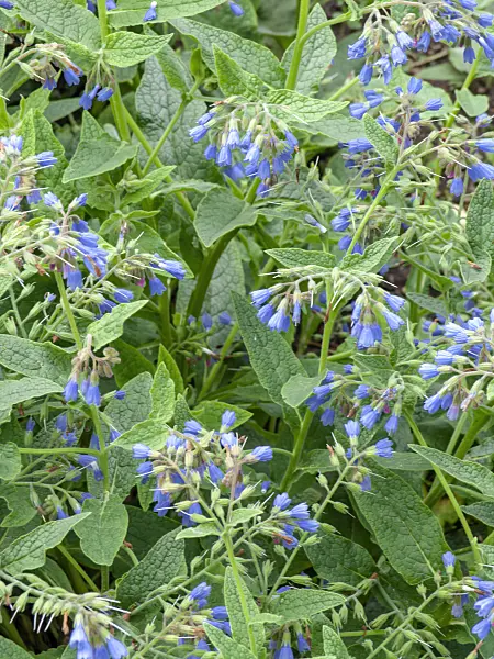 437349 - Blue comfrey (Symphytum azureum)