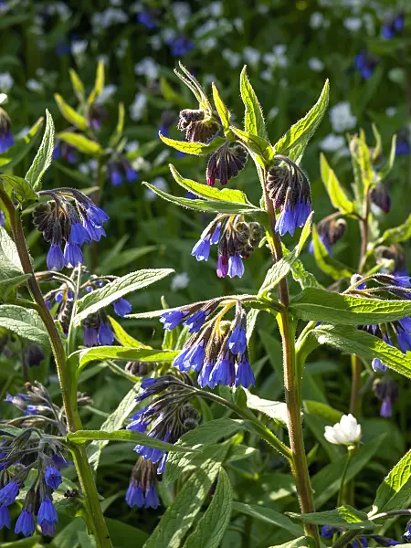 459065 - Blue comfrey (Symphytum azureum)