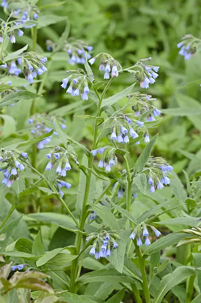 507188 - Blue comfrey (Symphytum azureum)