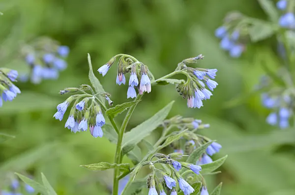 507189 - Blue comfrey (Symphytum azureum)