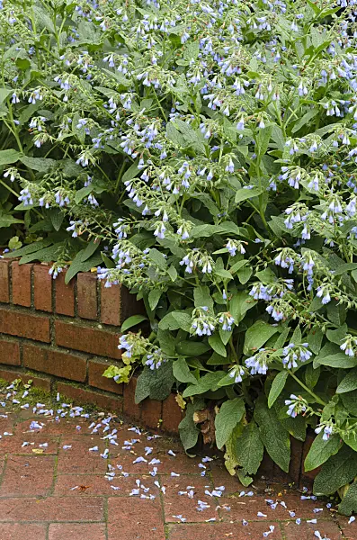 508137 - Blue comfrey (Symphytum azureum)
