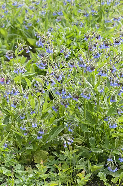 544039 - Blue comfrey (Symphytum azureum)