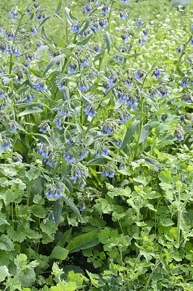 544043 - Blue comfrey (Symphytum azureum)