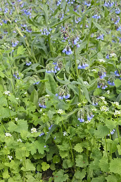 544044 - Blue comfrey (Symphytum azureum) and garlic mustard (Alliaria petiolata)