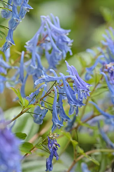 533521 - Blue corydalis (Corydalis elata 'Spinners')