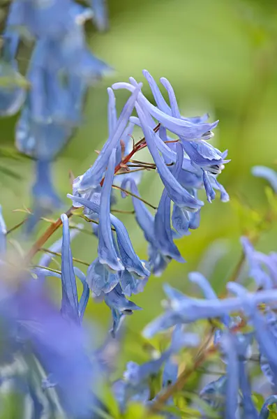 533522 - Blue corydalis (Corydalis elata 'Spinners')