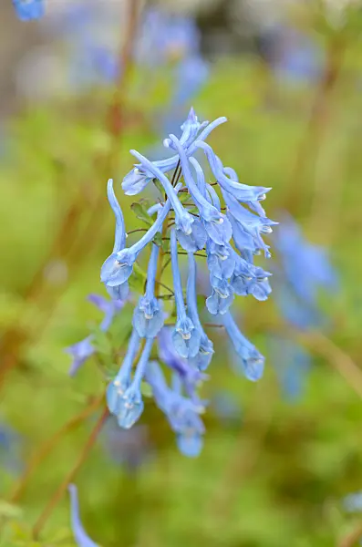 533339 - Blue corydalis (Corydalis elata x flexuosa 'Tory MP')