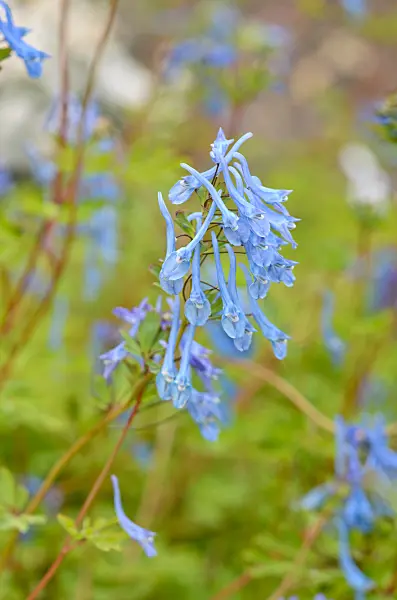 533340 - Blue corydalis (Corydalis elata x flexuosa 'Tory MP')