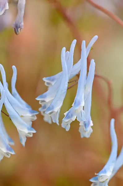 533270 - Blue corydalis (Corydalis flexuosa 'Père David')