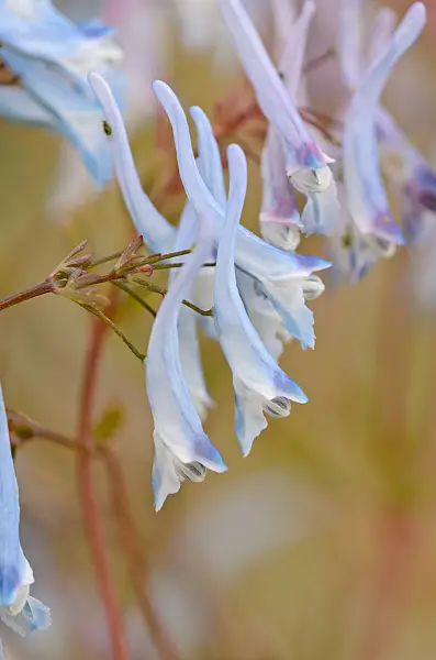 533271 - Blue corydalis (Corydalis flexuosa 'Père David')