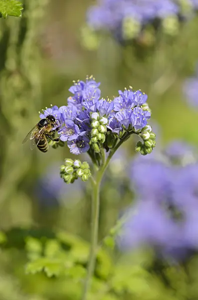 534441 - Blue curls (Phacelia congesta) and bee (Apis)