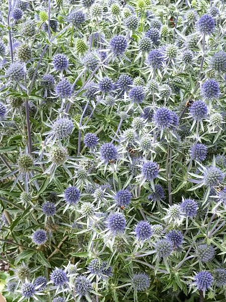 450014 - Blue eryngo (Eryngium planum)