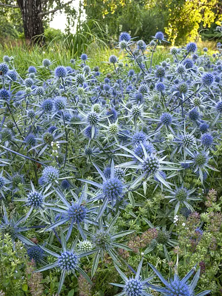 416010 - Blue eryngo (Eryngium planum 'Blauer Zwerg')