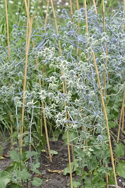 486120 - Blue eryngo (Eryngium planum 'Blaukappe')