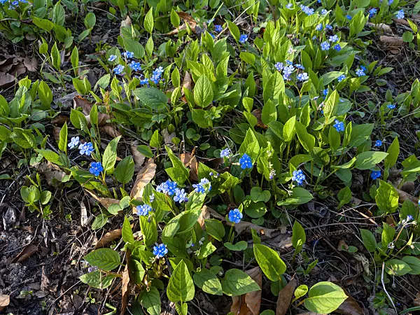 447042 - Blue-eyed Mary (Omphalodes verna)