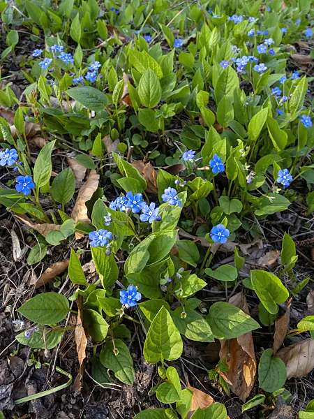 447043 - Blue-eyed Mary (Omphalodes verna)