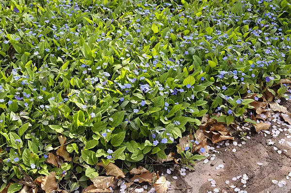 483231 - Blue-eyed Mary (Omphalodes verna)