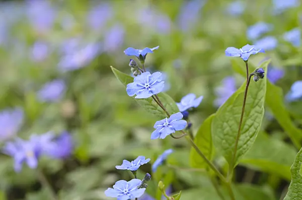 495093 - Blue-eyed Mary (Omphalodes verna)