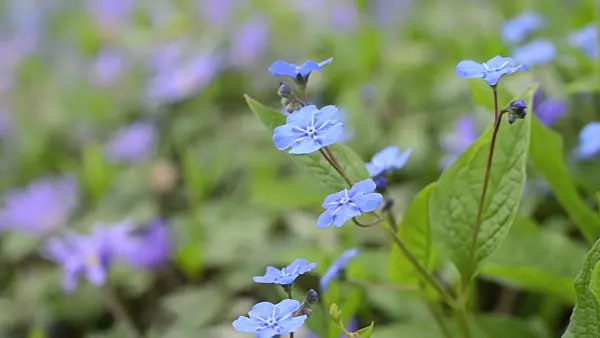 495104 - Blue-eyed Mary (Omphalodes verna)