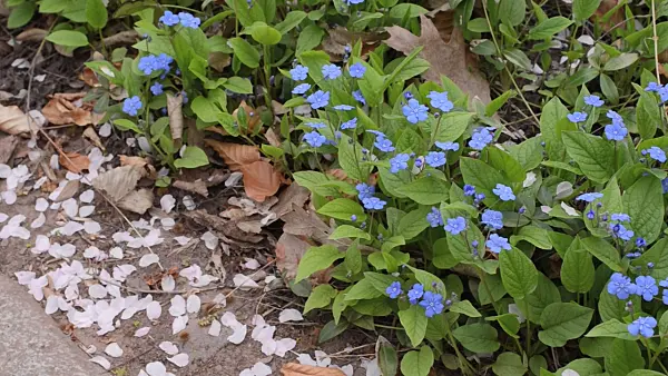 495107 - Blue-eyed Mary (Omphalodes verna)