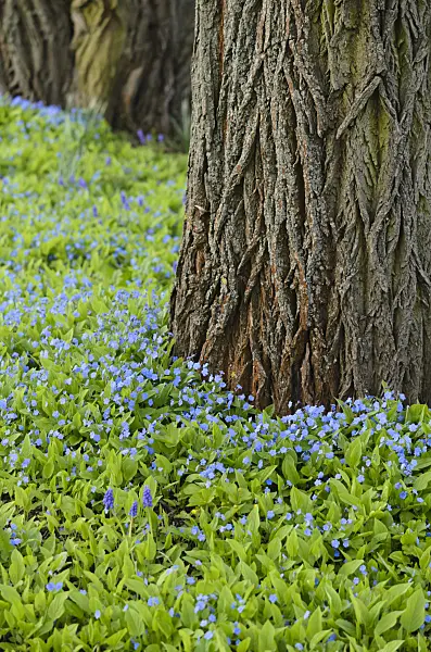 519180 - Blue-eyed Mary (Omphalodes verna)