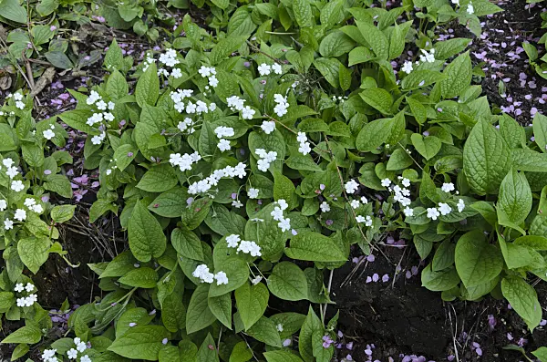 495188 - Blue-eyed Mary (Omphalodes verna 'Alba')
