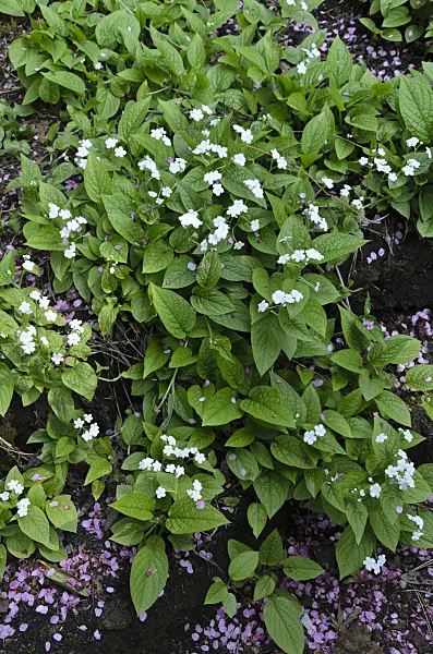 495189 - Blue-eyed Mary (Omphalodes verna 'Alba')