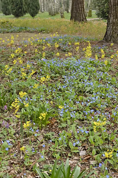531025 - Blue-eyed Mary (Omphalodes verna) and barrenwort (Epimedium x perralchicum 'Frohnleiten')