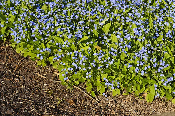 483305 - Blue-eyed Mary (Omphalodes verna 'Grandiflora')