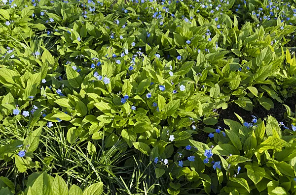 495126 - Blue-eyed Mary (Omphalodes verna 'Grandiflora')
