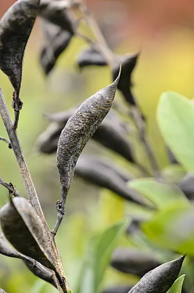 525211 - Blue false indigo (Baptisia australis)