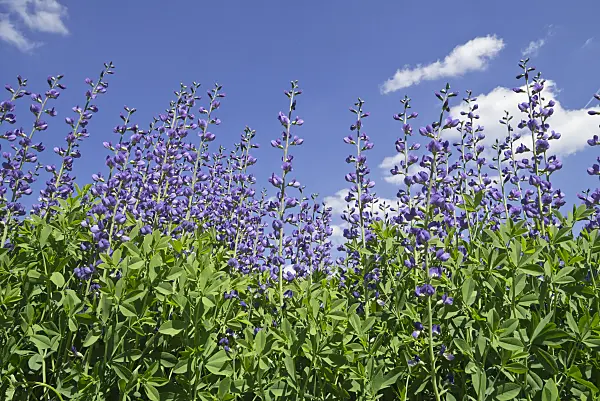 608076 - Blue false indigo (Baptisia australis)