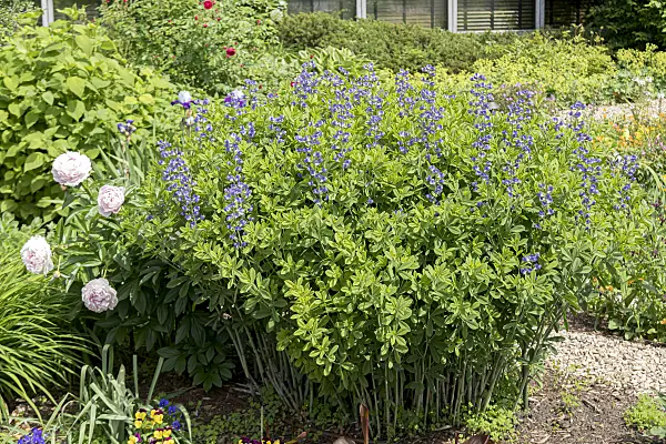 651104 - Blue false indigo (Baptisia australis)
