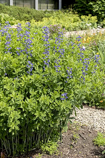 651105 - Blue false indigo (Baptisia australis)