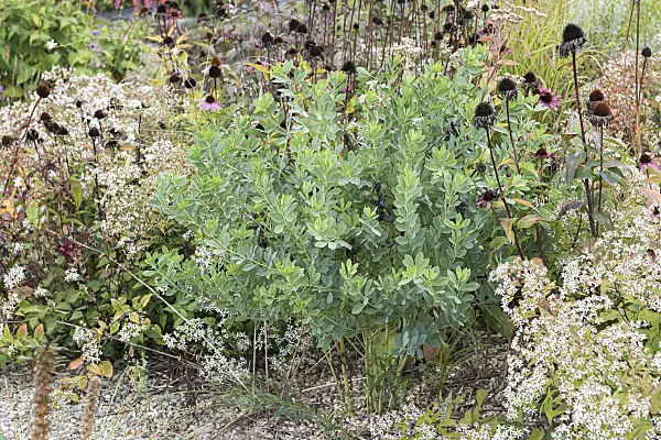 651106 - Blue false indigo (Baptisia australis)