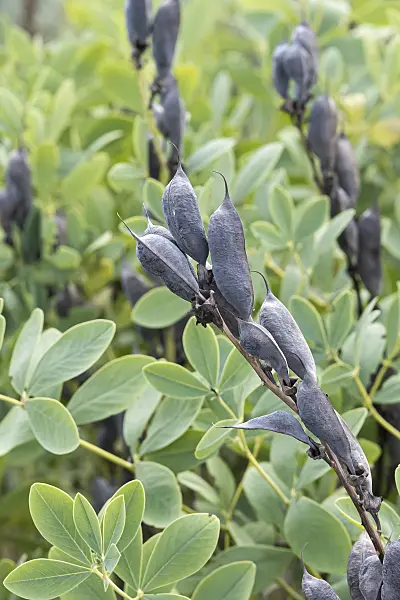 651107 - Blue false indigo (Baptisia australis)