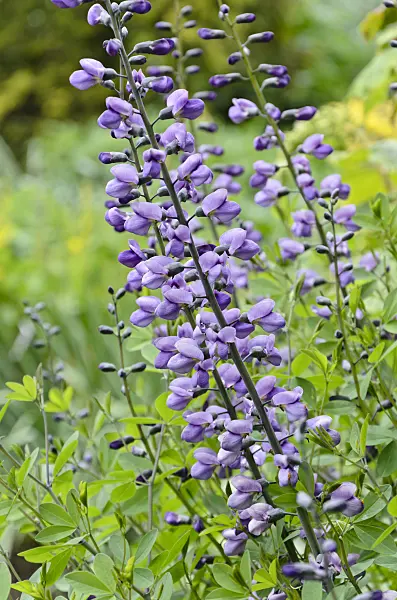 508169 - Blue false indigo (Baptisia Purple Smoke)